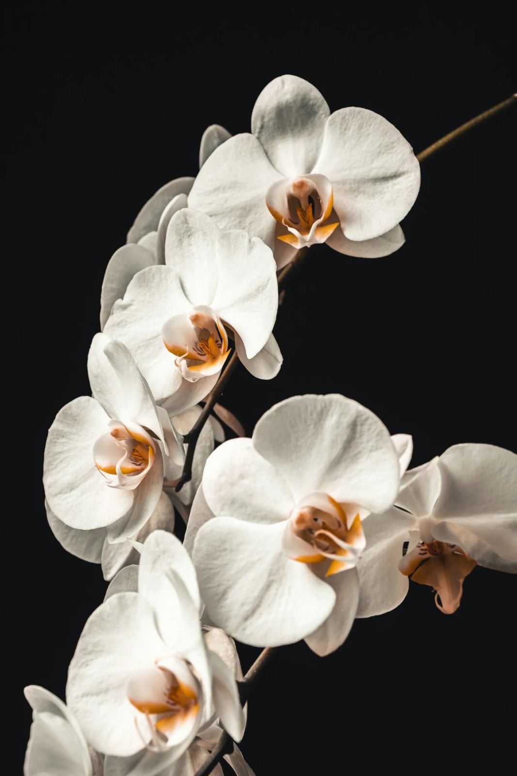 flor blanca